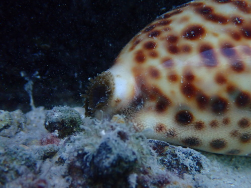 Cypraea tigris observed 2025-06-25