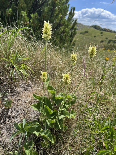 Betonica alopecuros (Betonica alopecuros)