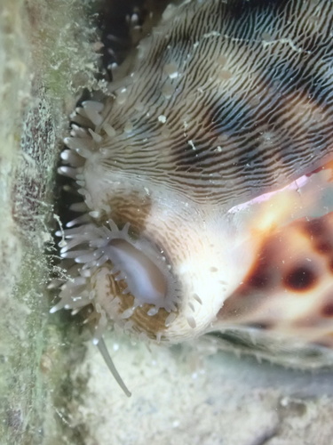 Cypraea tigris observed 2025-06-25