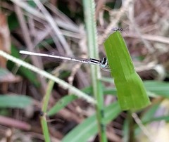 Agriocnemis lacteola