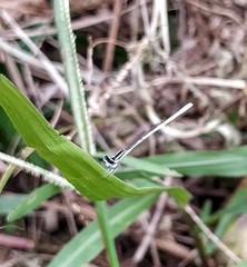 Agriocnemis lacteola