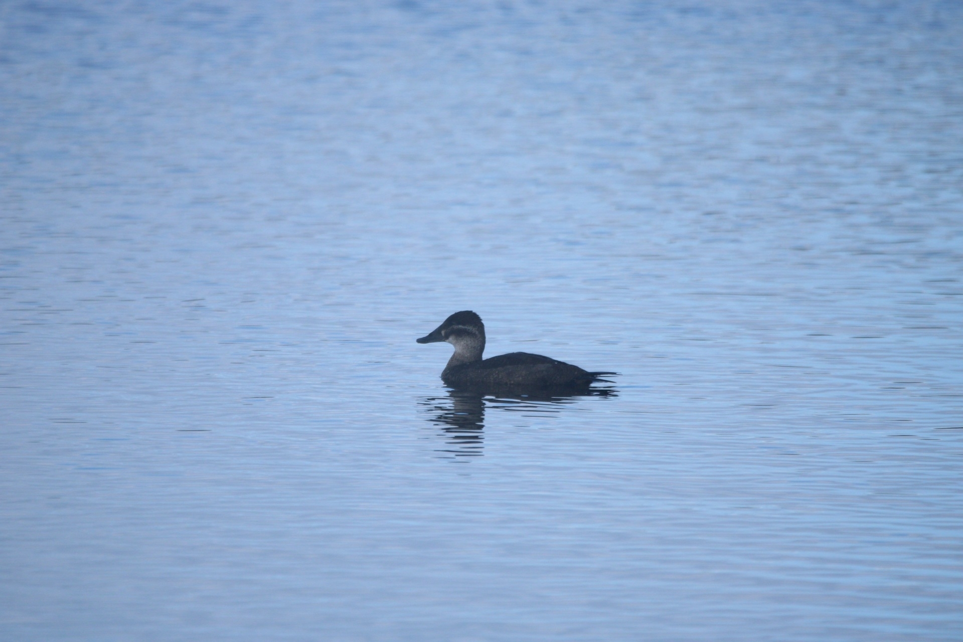 Maccoa Duck (Oxyura maccoa), photo 9