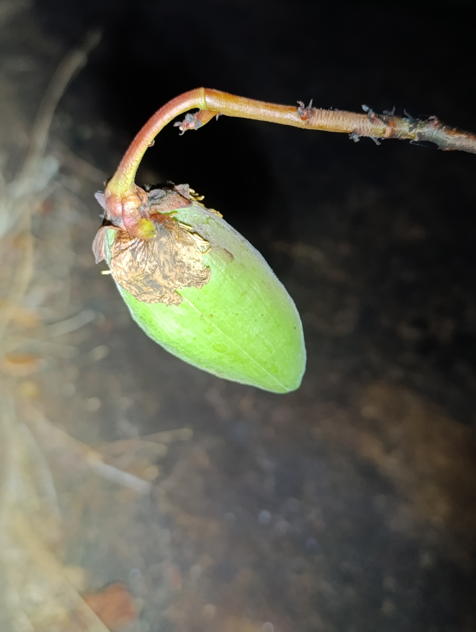 Cochlospermum regium