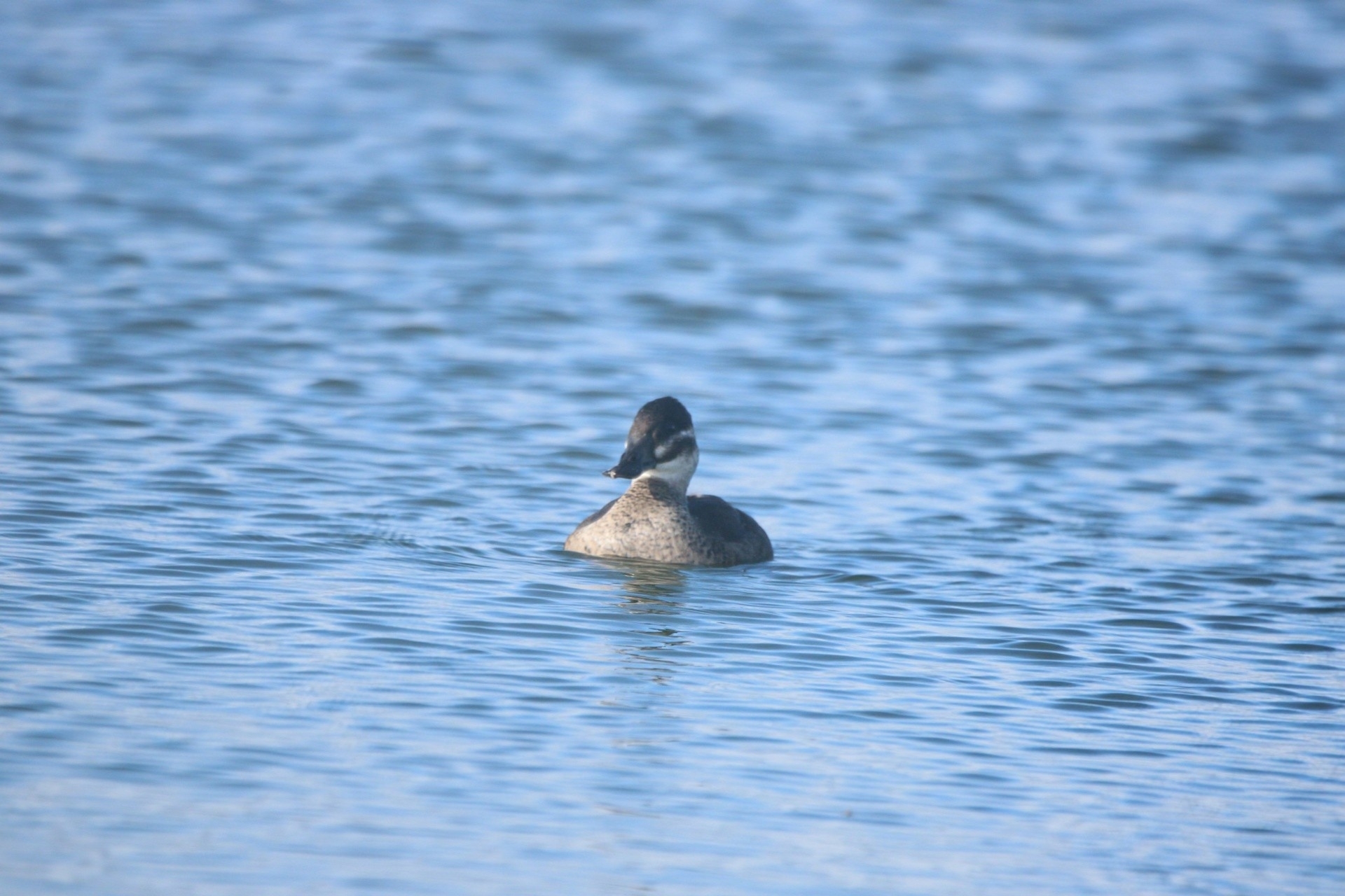 Maccoa Duck (Oxyura maccoa), photo 7