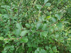 Betula divaricata