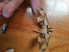 Adhemarius dariensis