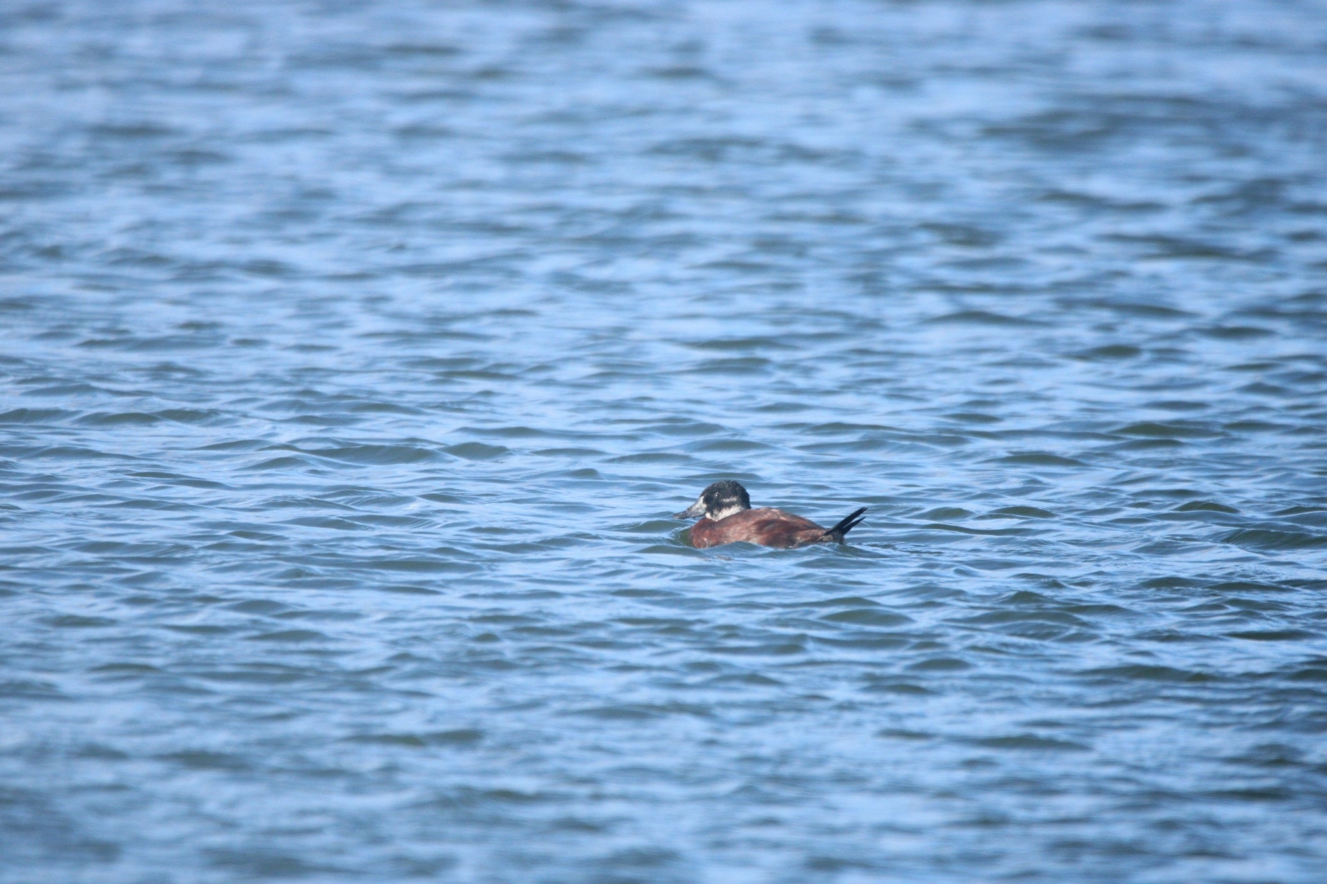 Maccoa Duck (Oxyura maccoa), photo 10