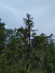 Picea jezoensis jezoensis