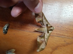 Adhemarius dariensis