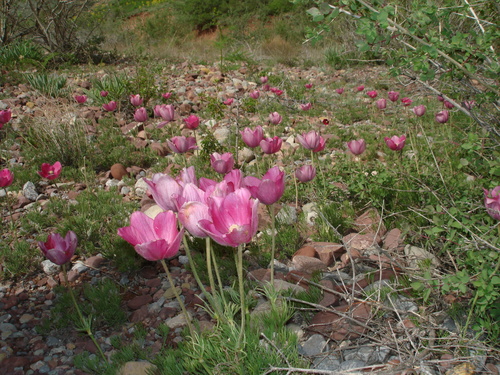 Pulsatilla kostyczewii