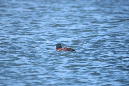 Maccoa Duck (Oxyura maccoa), photo 3