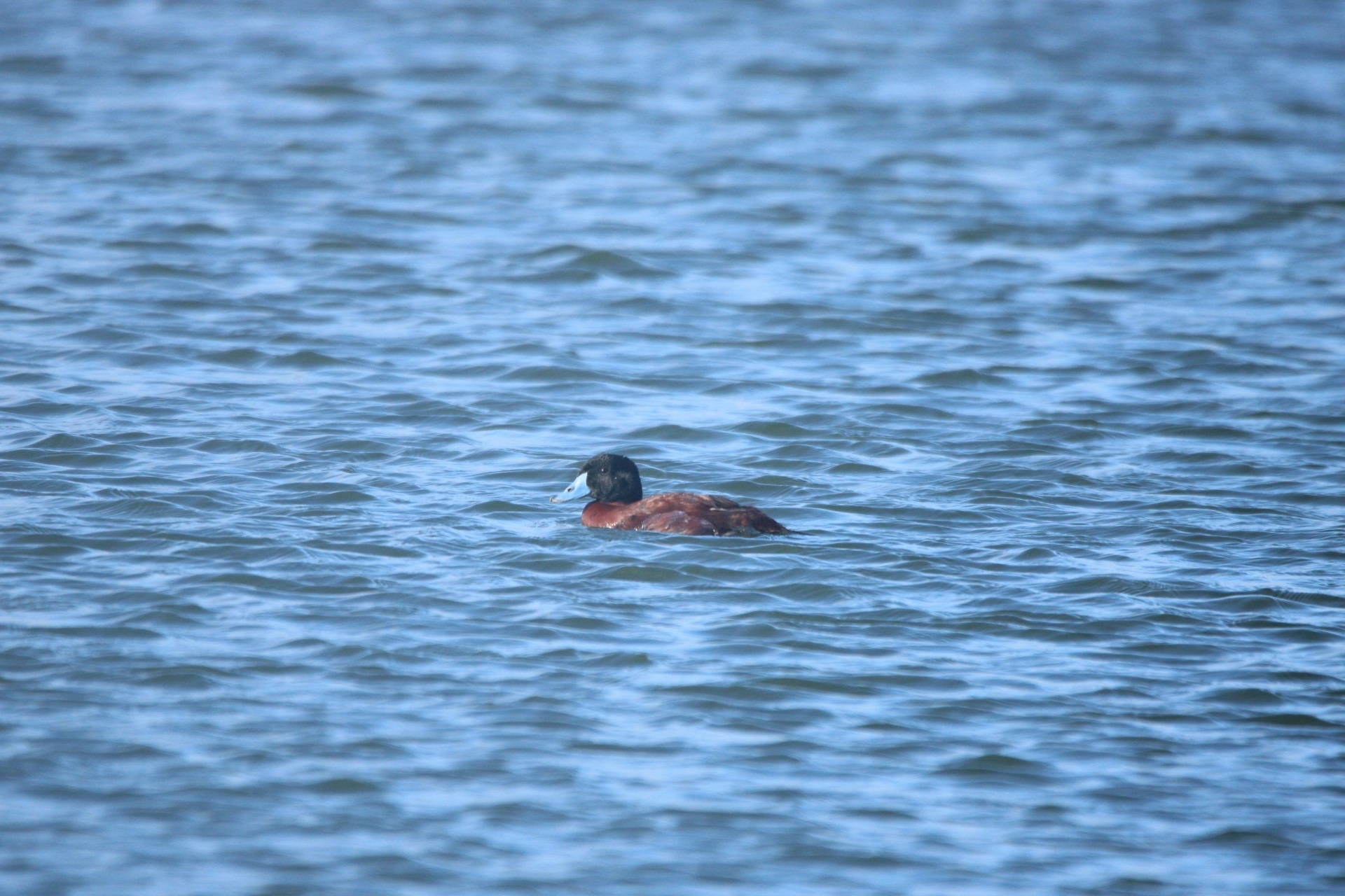 Maccoa Duck (Oxyura maccoa), photo 6