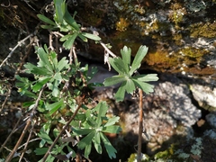 Artemisia lagocephala