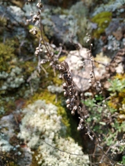 Artemisia lagocephala