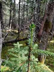 Picea jezoensis jezoensis
