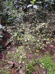 Coprosma spathulata
