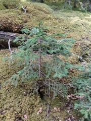 Picea jezoensis jezoensis