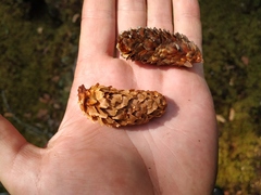 Picea jezoensis jezoensis