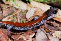 Plethodon yonahlossee