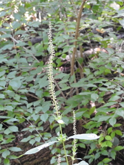 Veronicastrum virginicum