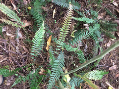 Blechnum parrisiae