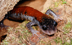 Plethodon yonahlossee