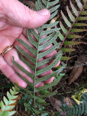 Blechnum parrisiae