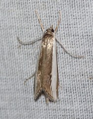 Carectocultus perstrialis