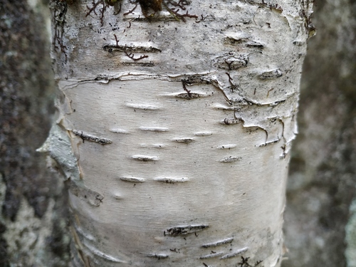 Betula lanata