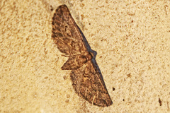 Chesiadodes polingi