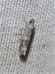 Eurythmia angulella