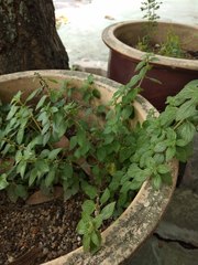 Orthosiphon aristatus aristatus