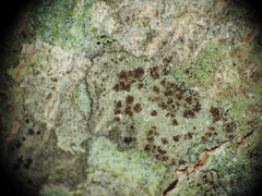Lecidea varians
