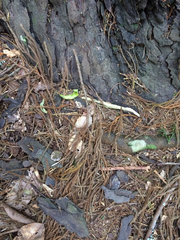 Dacrydium cupressinum