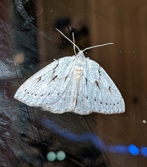 Philedia punctomacularia