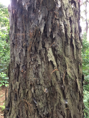 Dacrydium cupressinum