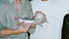 Pseudoplatystoma punctifer
