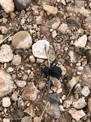 Philolithus sordidus