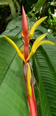 Heliconia mathiasiae