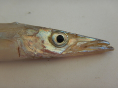 Sphyraena borealis