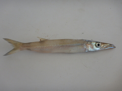 Sphyraena borealis