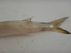 Sphyraena borealis