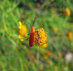 Chauliognathus discus
