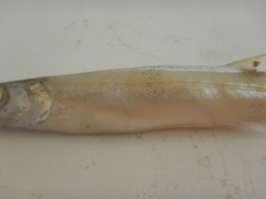 Sphyraena borealis