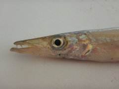 Sphyraena borealis