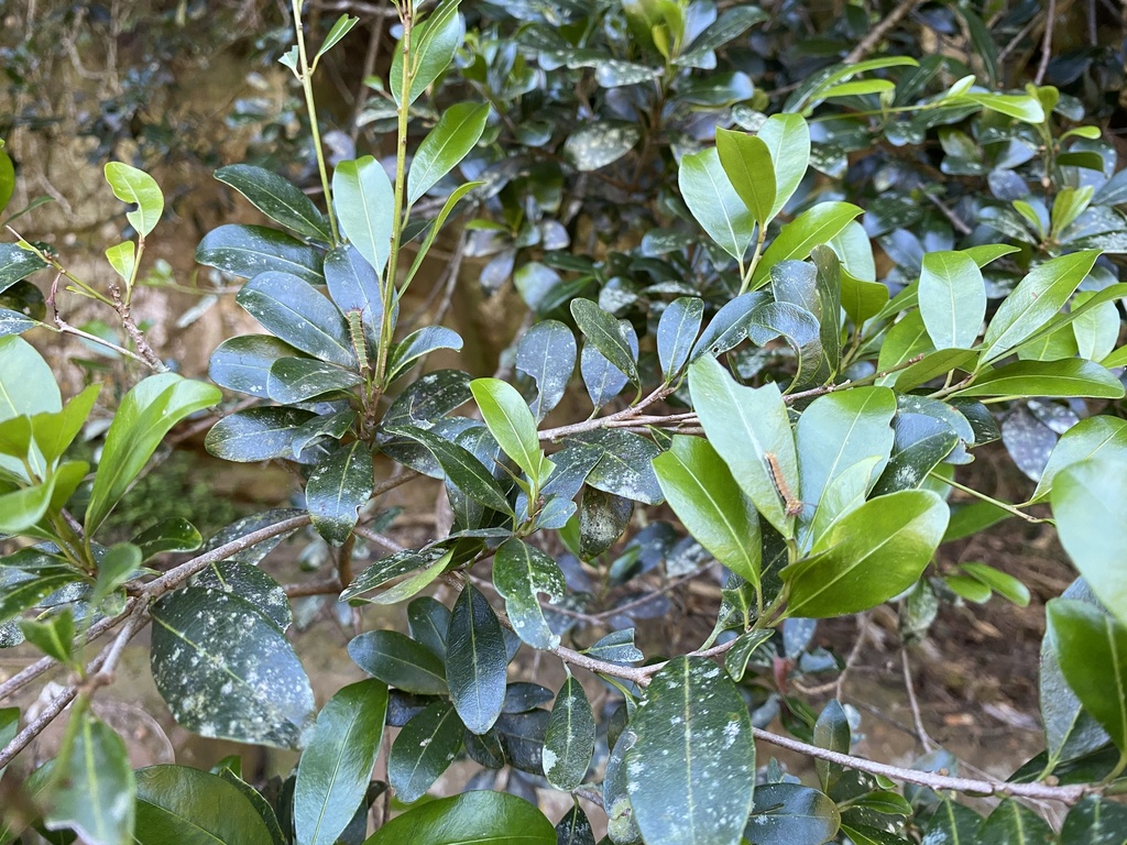 Mimusops obovata; photograph (c) Sunčana Bradley, some rights reserved (CC BY)