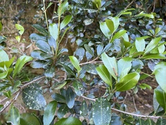 Mimusops obovata