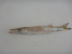Sphyraena borealis