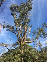 Eucalyptus botryoides