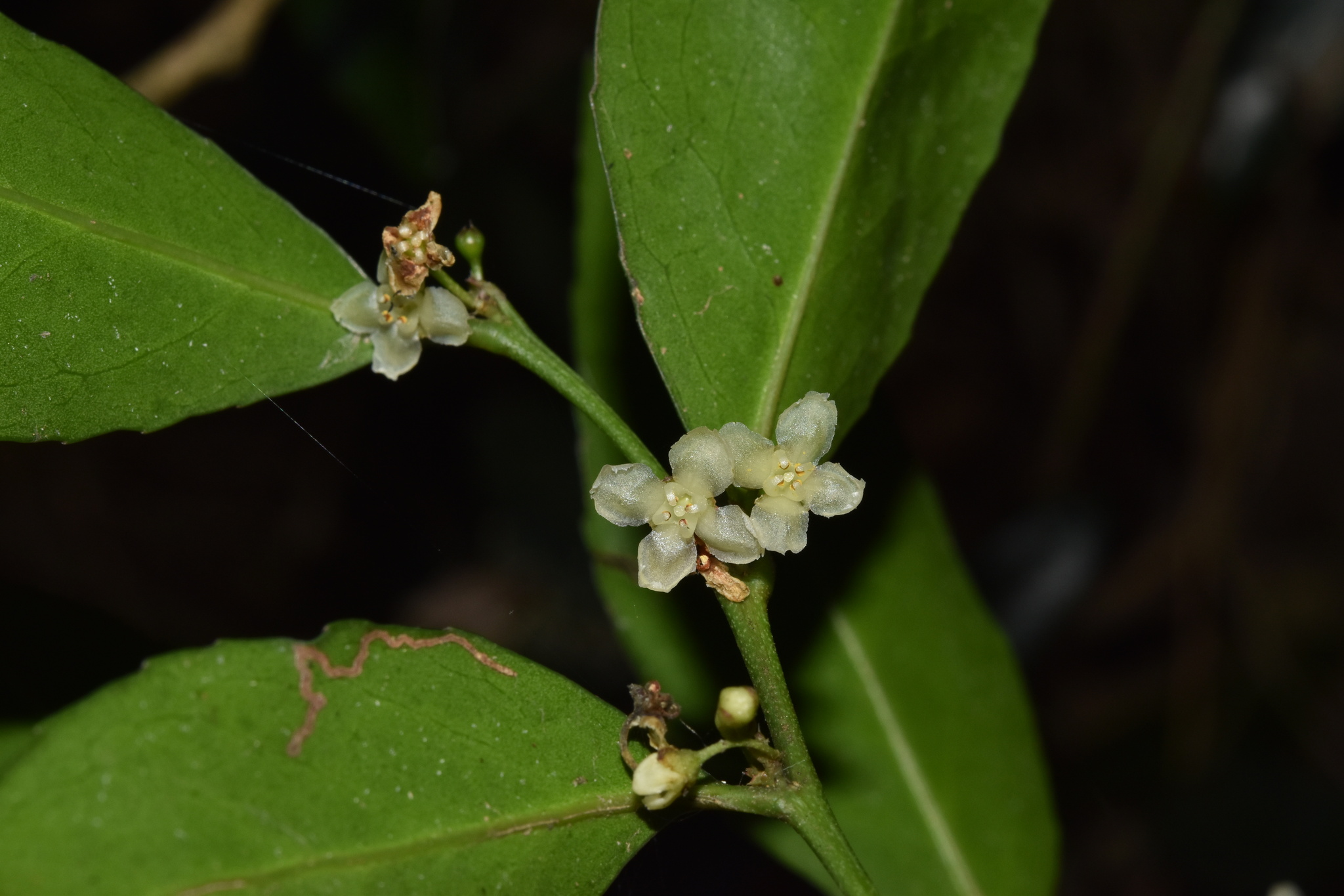 Pondo Silkybark (Maytenus abbottii)